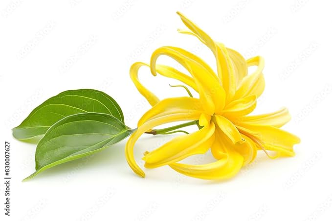 US Organic Ylang Ylang Essential Oil ??100% Pure Complete Grade, USDA Certified, Steam Distilled