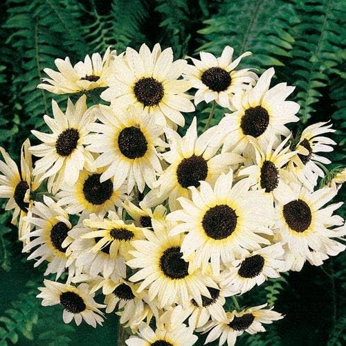 Park Seed Italian White Sunflower Seeds – Creamy White Petals with Chocolate Centers, 5–7 Ft Tall