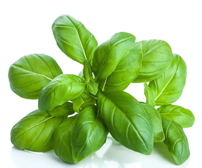 US Organic 100% Pure Basil Essential Oil, USDA Certified Organic, Steam Distilled W/Euro Dropper