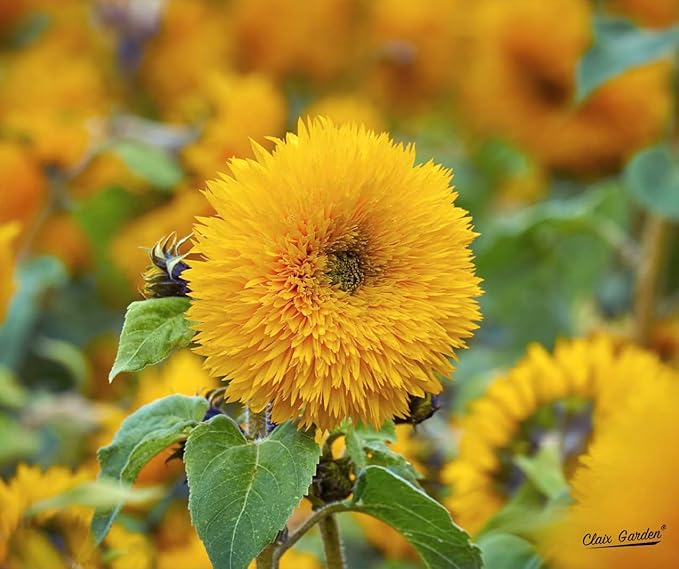 Sunflower Seeds - Teddy Bear - 50 Seeds - Heirloom, Non-GMO, USA Grown, Excellent for Pollinators