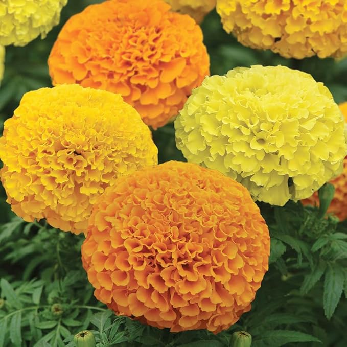Premium Rare Marigold Seeds - 1000 Heirloom, Non-GMO Flower Seeds for Planting, Easy to Grow -Mix