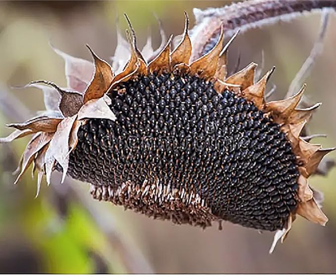 Gigantic Sunflower Seeds - 16' Tall - Helianthus Giganteus - Attracts Bees and Butterflies. It is
