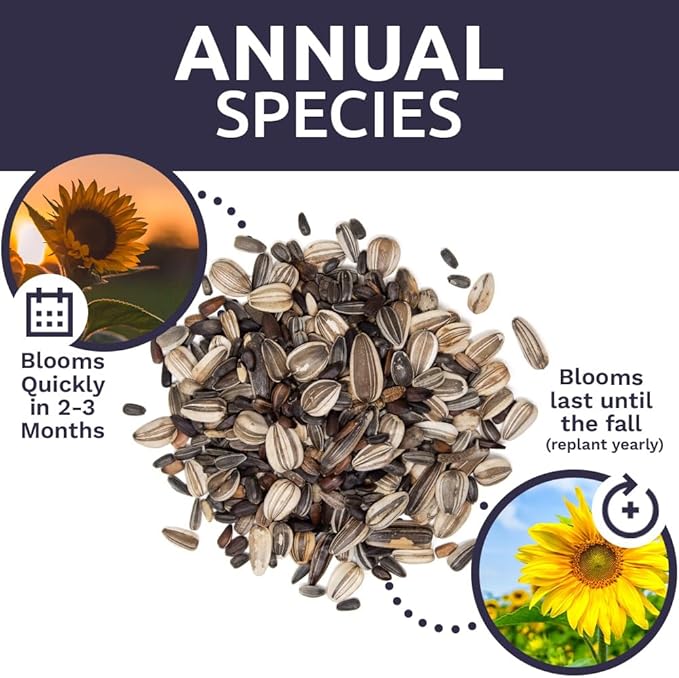 Bulk Sunflower Seeds - Variety Mix 10 Types of Beautiful Sunflowers - 1/4 Pound Bag Open Pollinated