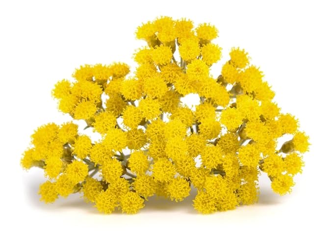 US Organic Helichrysum Essential Oil, USDA Certified Organic, Steam Distilled, Sourced from The