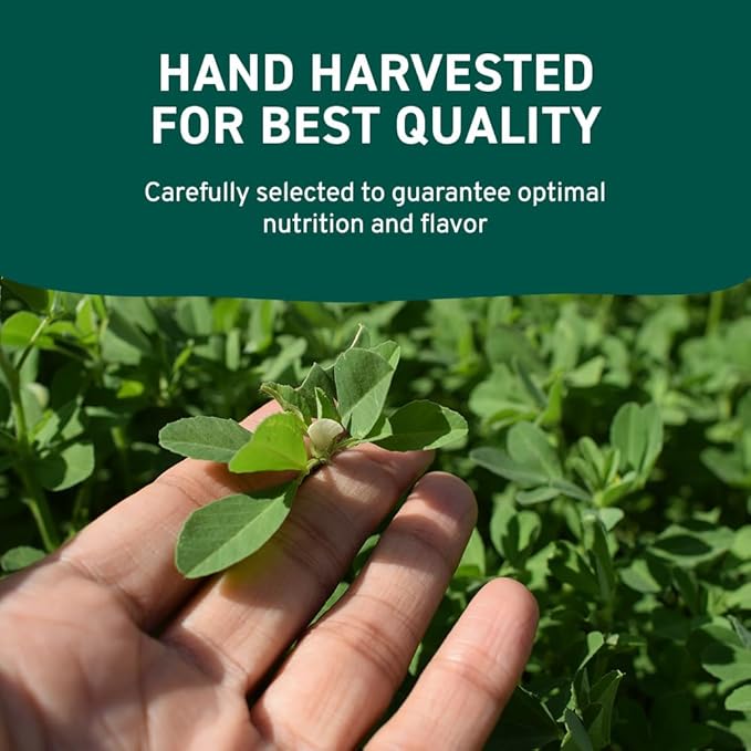 HANDPICK Fenugreek Seeds (14oz) ALL NATURAL Fenugreek - Indian Origin Whole Methi Seeds (Trigonella
