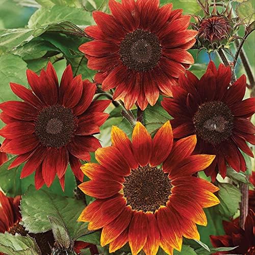 Park Seed Rouge Royale Sunflower Seeds – Deep Burgundy Blooms with Dark Centers, Multi-Branching