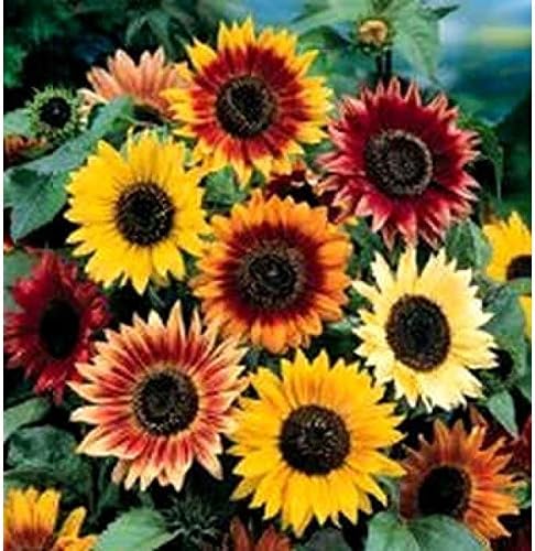 Non GMO Bulk Autumn Beauty Sunflower Seeds- Helianthus annuus (10 Lbs)