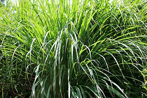 US Organic Citronella Essential Oil, USDA Certified, 100% Pure, 15 ml Pack of 2, Improved caps and