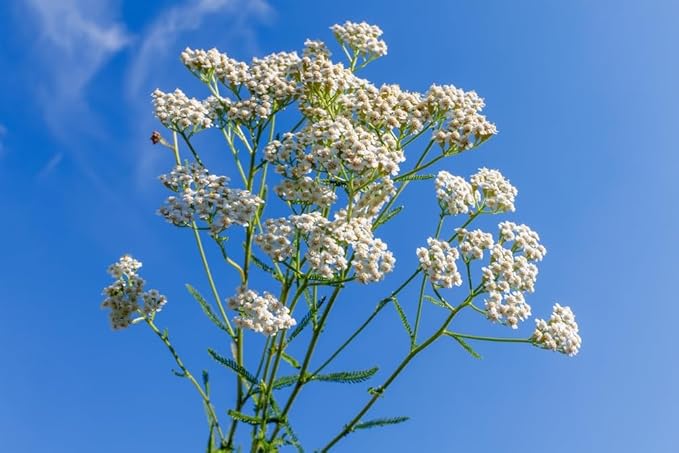 US Organic 100% Pure Yarrow Essential Oil, USDA Certified Organic, Steam Distilled, Achillea