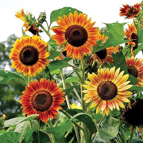 Park Seed Evening Sun Organic Sunflower Seeds – Multi-Bloom Sunset Shades of Yellow, Orange, and