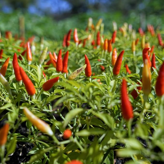 FILIPPONE - Organic Whole Dried Chili Peppers, on Stem, 25 g (0.88 oz), Spicy Sicilian Pepperoncino