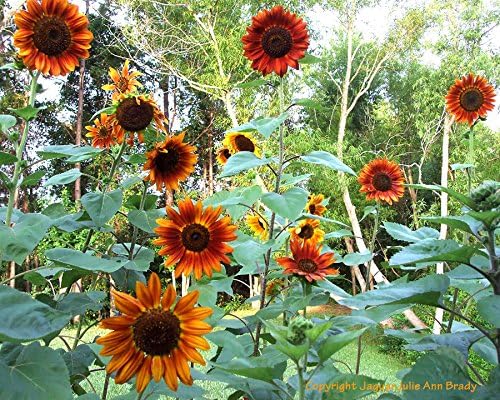 Dirt Goddess Super Seeds ~ Autumn Beauty Sunflower Seeds- Helianthus annuus (1 Lb) Non GMO Bulk