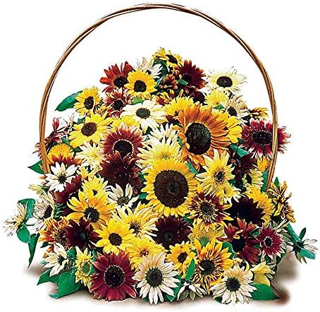 Park Seed Monet's Palette Mix Sunflower Seeds – Designer Blend of Pollen-Free, Multi-Bloom