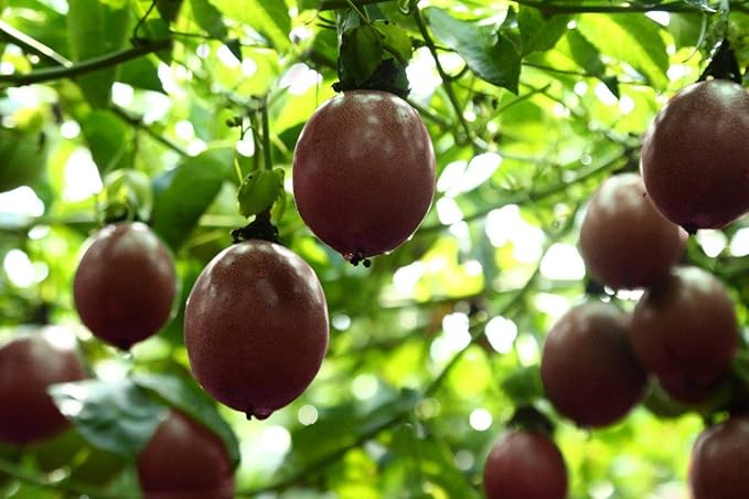 Naturally Delicious Dried Passion Fruit Maracuja 8-oz Bags, No Added Chemicals, No Added Colorings