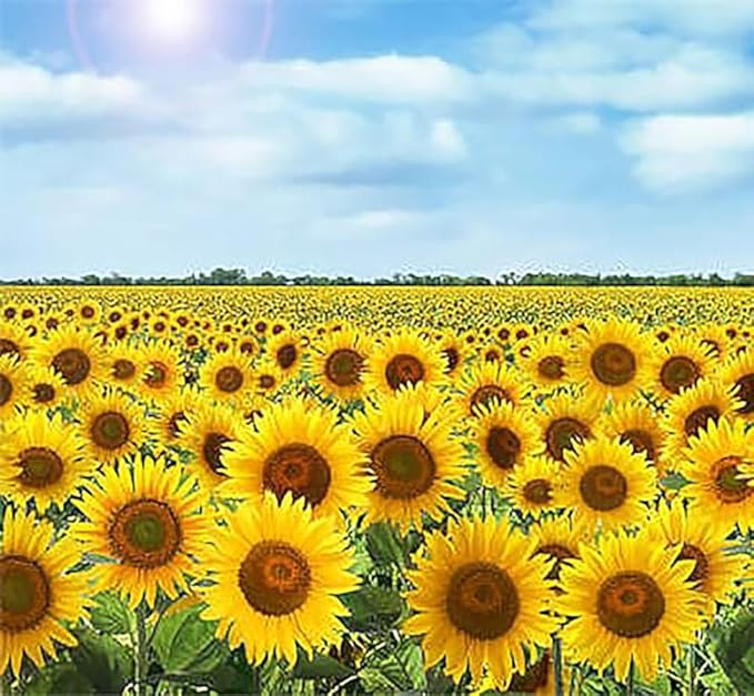 Skyscraper Sunflower Seeds -12' Tall Heirloom Sunflower - Attracts Bees and Butterflies - 10 Seeds