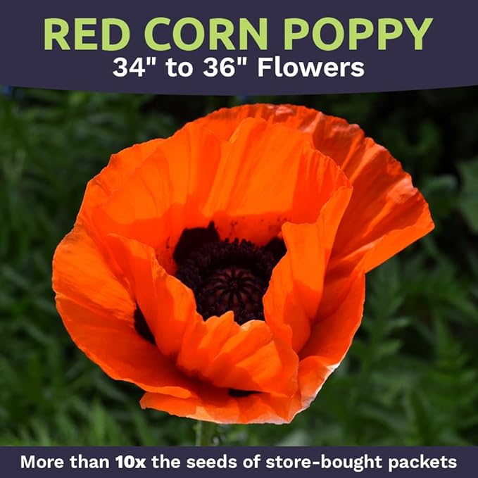 Red Poppy Seeds - Bulk 1/4 Pound Bag - Over 800,000 Wildflower Seeds