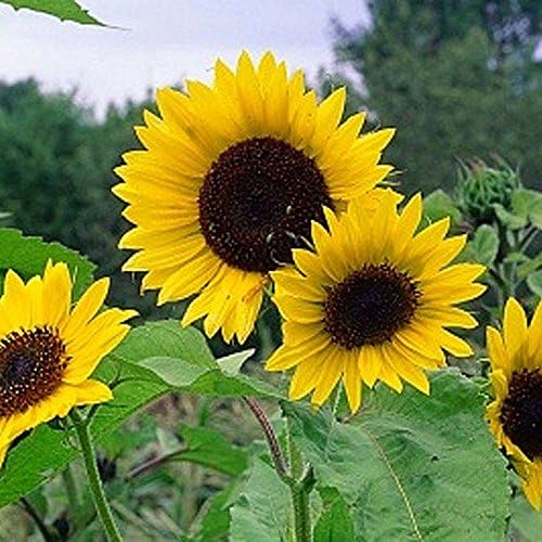 Non GMO Bulk Mammoth Grey Stripe Sunflower Seeds- Helianthus annuus (10 Lbs)