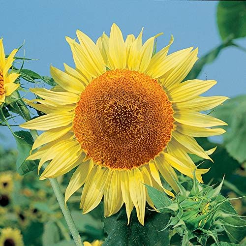 Park Seed Russian Mammoth Sunflower Seeds – Giant 8–14 Inch Yellow Blooms, Heirloom Variety for