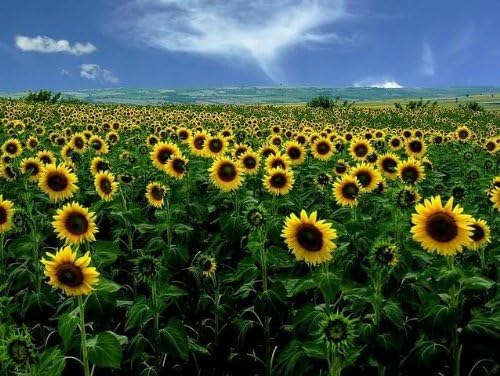 Non GMO Bulk Mammoth Grey Stripe Sunflower Seeds- Helianthus annuus (10 Lbs)