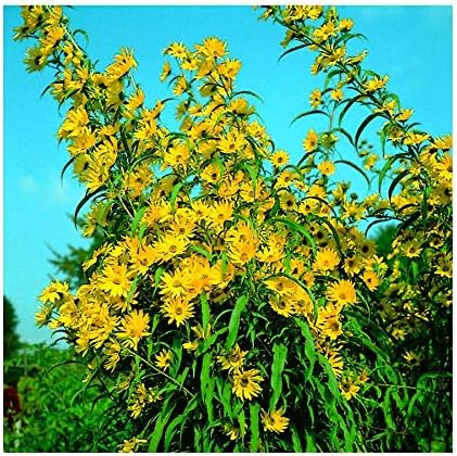 Park Seed Variety of Sunflower Plant Seeds, Easy to Grow, Perfect for Spring Garden, Prairie, Pack