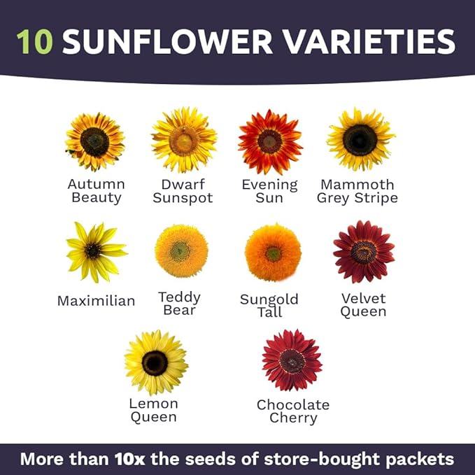 Bulk Sunflower Seeds - Variety Mix 10 Types of Beautiful Sunflowers - 1/4 Pound Bag Open Pollinated
