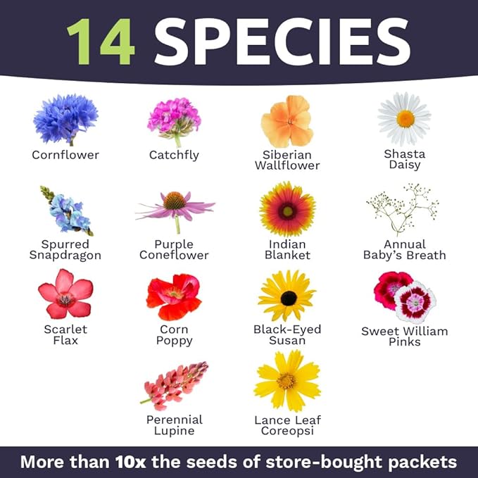 Northeast Wildflower Seeds - Extra Large 1 Ounce Packet - Over 7,500 Native Seeds - Open Pollinated