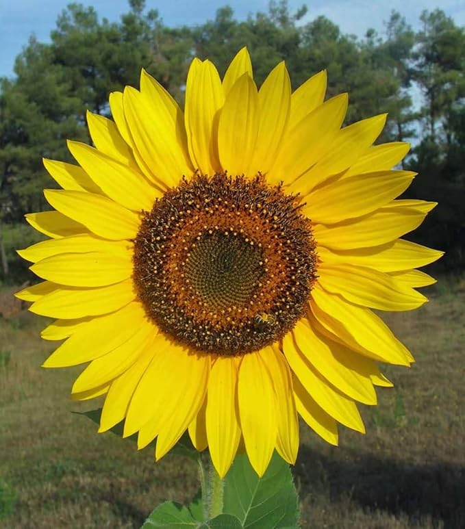Gigantic Sunflower Seeds - 16' Tall - Helianthus Giganteus - Attracts Bees and Butterflies. It is