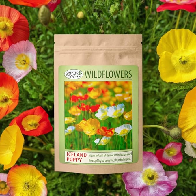 Iceland Poppy (Papaver Nudicaule) – 34,700 Non-GMO Seeds | Easy-to-Grow Pollinator-Friendly