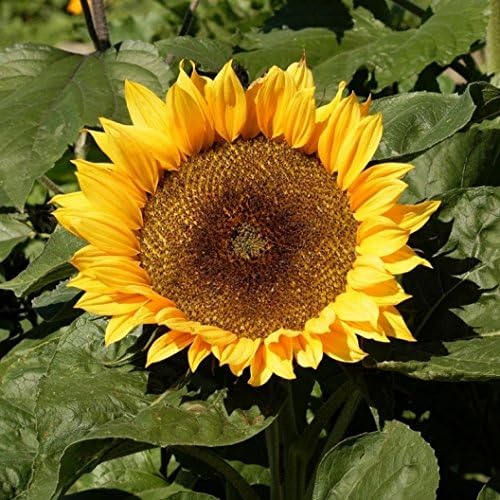 Dirt Goddess Super Seeds ~ Dwarf Sunspot Sunflower Seeds (1/2 Lb) (Helianthus Annuus) Non GMO