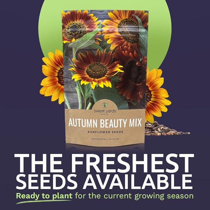 Autumn Beauty Sunflower Seeds – Bulk 1/4 Pound Bag – Over 5,000 Open Pollinated Non-GMO Wildflower
