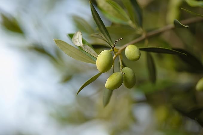 OLYMYTHOS Koroneiki Robust Extra Virgin Olive Oil - Polyphenol Rich (637 MG/KG) - World's Best Gold