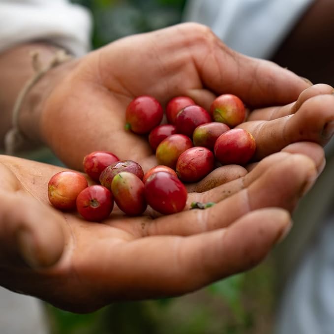 The Younger Brothers Trading Co. Kogi Coffee | Indigenous Wild Grown Whole Bean | Ethically Sourced