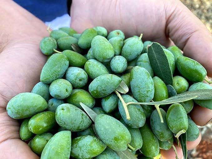 Rx High Phenolic Extra Virgin Olive Oil ??Cold Pressed, Rich in Oleocanthal, Naturally High in