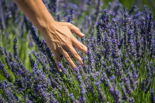 US Organic 100% Pure Lavender Essential Oil, Directly sourced from Bulgaria, USDA Certified