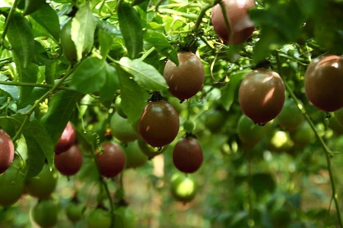 Naturally Delicious Dried Passion Fruit Maracuja 8-oz Bags, No Added Chemicals, No Added Colorings