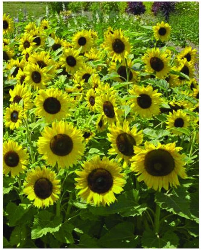 Park Seed Sunspot Sunflower Seeds – Classic Dwarf Variety with Giant 10-Inch Seed-Filled Blooms