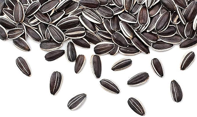Skyscraper Sunflower Seeds -12' Tall Heirloom Sunflower - Attracts Bees and Butterflies - 10 Seeds