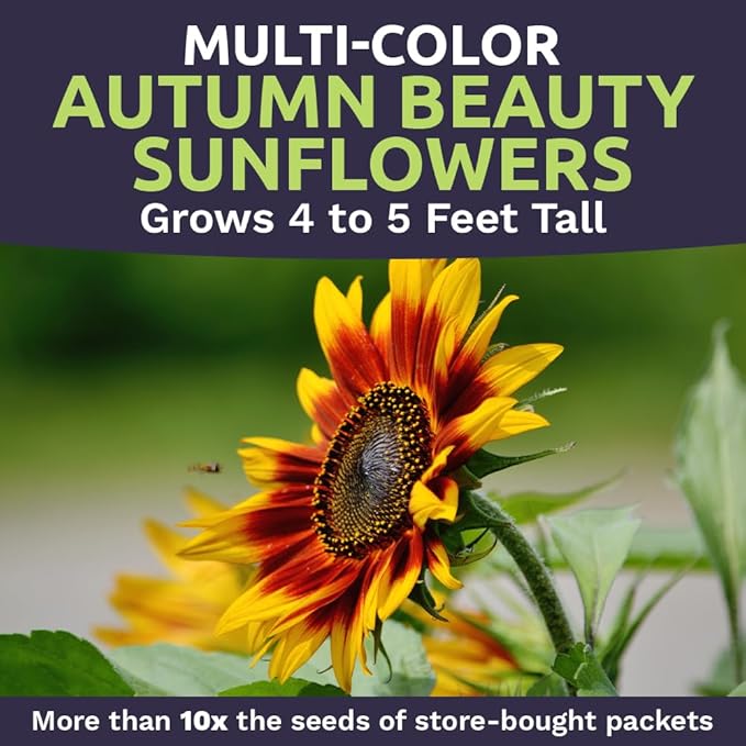 Autumn Beauty Sunflower Seeds – Bulk 1/4 Pound Bag – Over 5,000 Open Pollinated Non-GMO Wildflower
