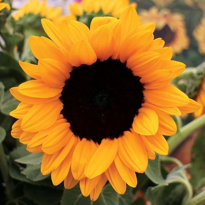 Park Seed Vincent’s Choice Sunflower Seeds – Pollen-Free Upward-Facing Golden Blooms, Easy to Grow