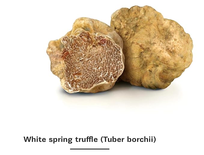 Dryas White Truffle Oil | Made from Wild Greek Truffles and Greek Extra Virgin Olive Oil |