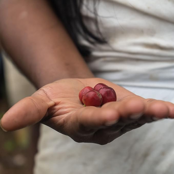 The Younger Brothers Trading Co. Kogi Coffee | Indigenous Wild Grown Whole Bean | Ethically Sourced