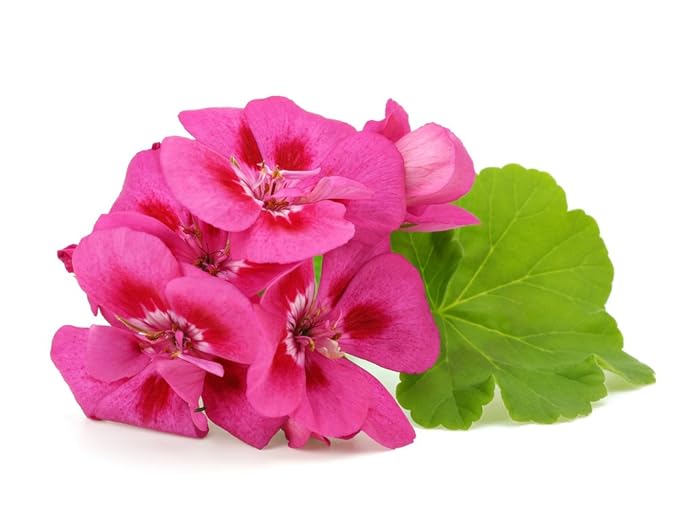 US Organic 100% Pure Geranium Essential Oil - USDA Certified Organic, Steam Distilled - W/Euro