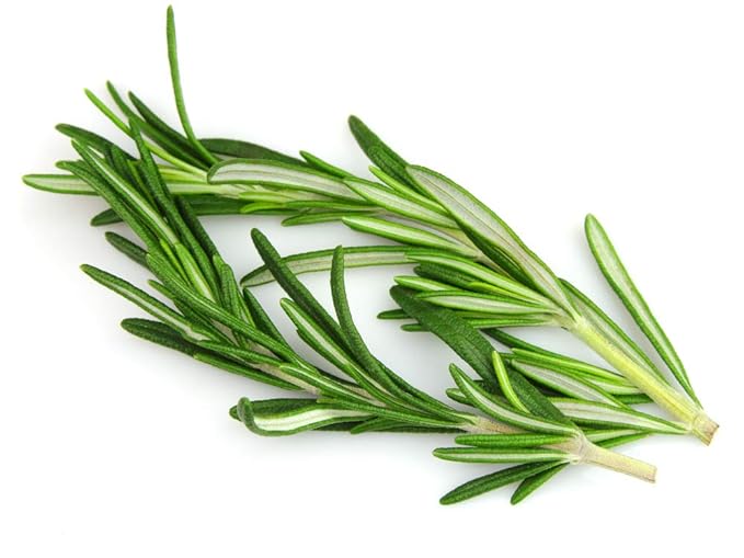 US Organic 100% Pure Rosemary Essential Oil, USDA Certified Organic 100% Pure, Steam Distilled, for