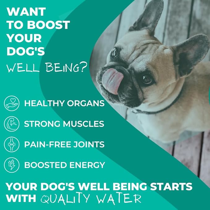 Daily Spring Canine Water, pH-Balanced Water for Dogs, Helps with Electrolytes for Dogs & Improve