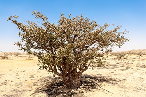 US Organic 100% Pure Frankincense Essential Oil, USDA Certified Organic, Steam Distilled, Boswellia