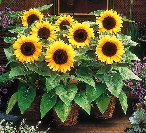 Non GMO Dwarf Sunspot Sunflower Seeds (5 Lbs)