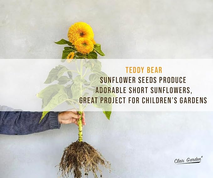 Sunflower Seeds - Teddy Bear - 50 Seeds - Heirloom, Non-GMO, USA Grown, Excellent for Pollinators