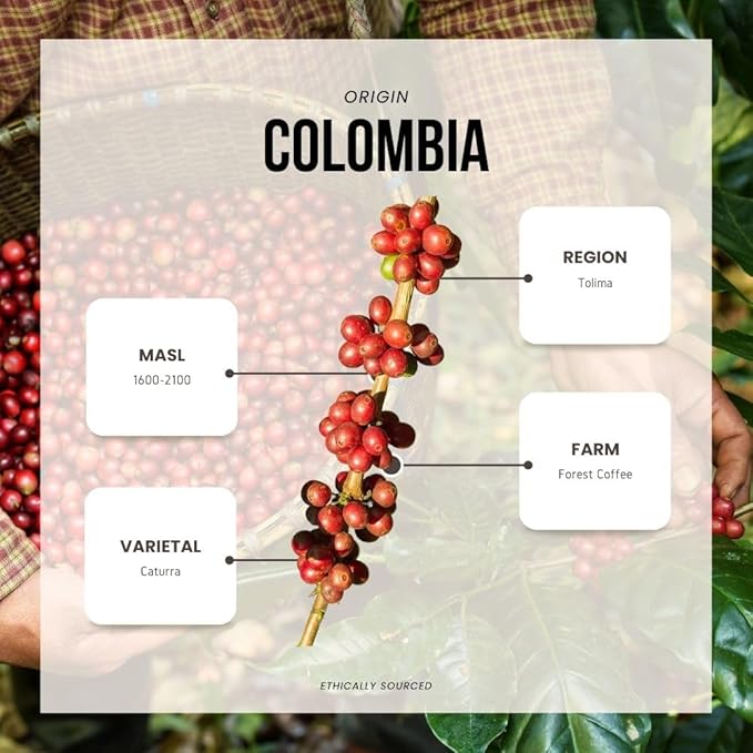 Reborn Coffee Specialty Whole Bean Coffee, Medium Roast, 12 Ounce, Colombia Black Condor Tolima