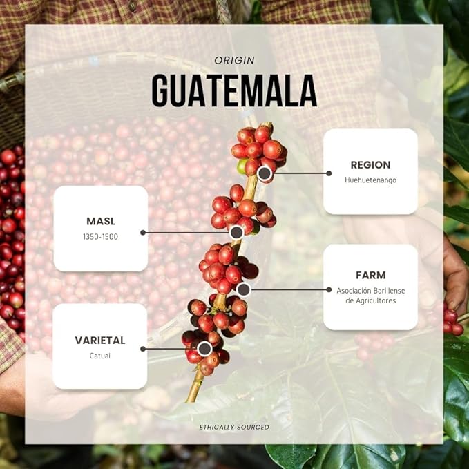 Reborn Coffee Specialty Whole Bean Coffee, Medium Roast, 12 Ounce, Guatemala Huehuetenango, Flavor