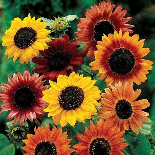 Park Seed Large Flowered Mix Sunflower Seeds – Autumn-Toned Bicolor and Ringed Blooms, 6–10 Ft Tall